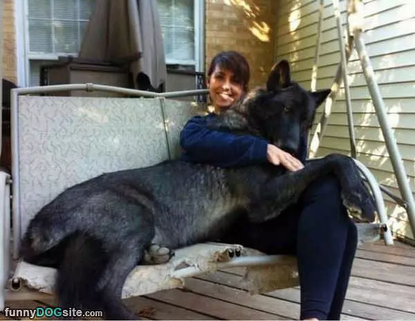 Tiny Little Lapdog