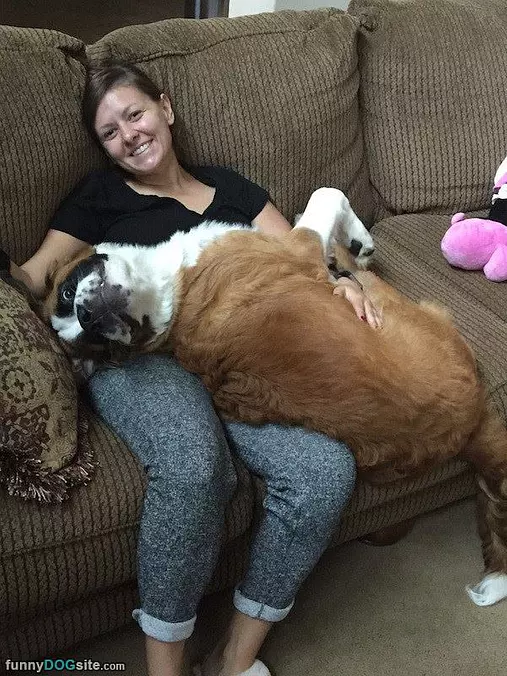 See I Am A Lap Dog