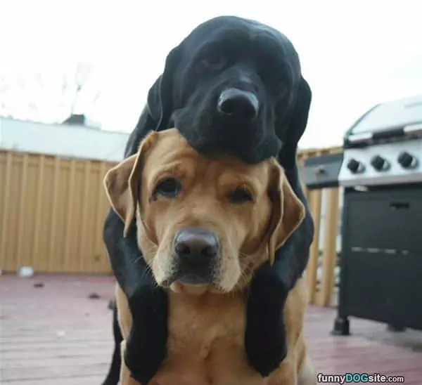 Stacking Dogs