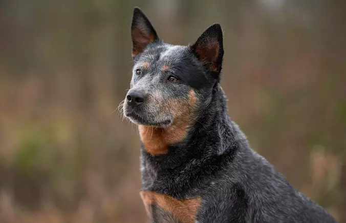 Australian Cattle Dog Gallery
