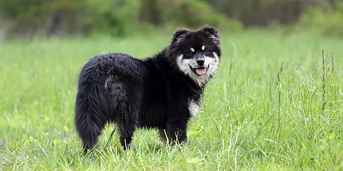 Swedish Lapphund