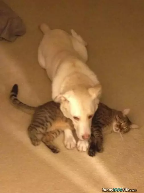 We Are Buddies