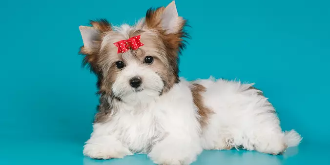Biewer Terrier puppy