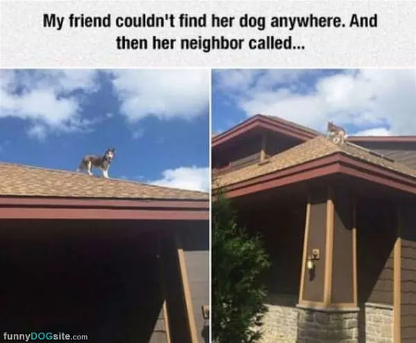 I Found Your Dog