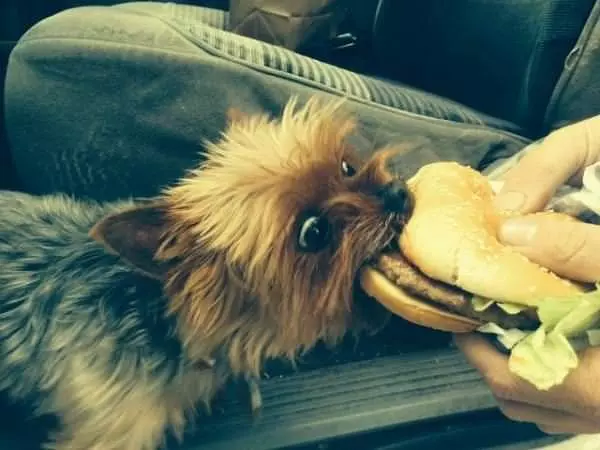 Nommm Nomm Nom