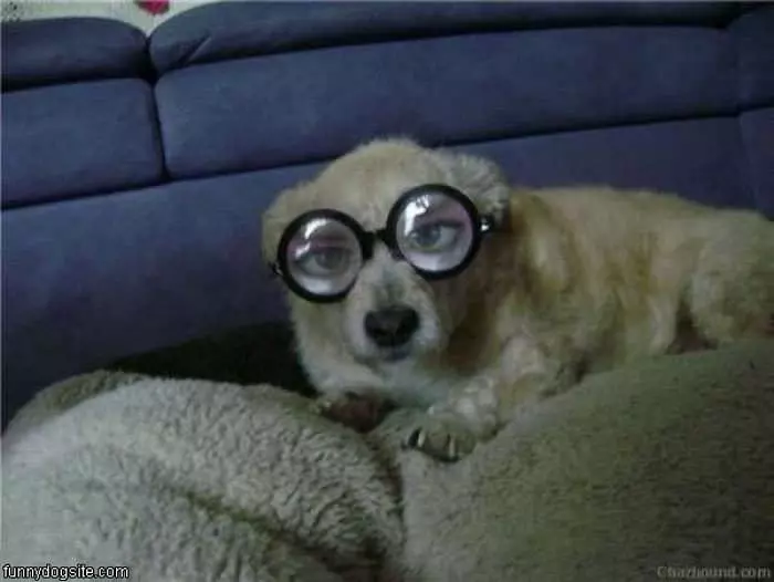 Great Dog Glasses