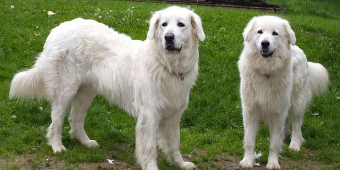 Slovensky Cuvac dogs