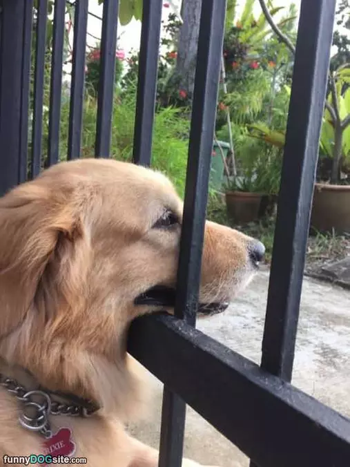 Just Watching The People