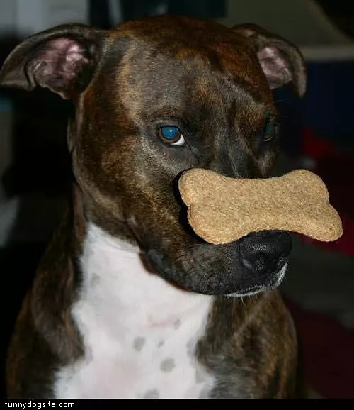 Dog And His Bone