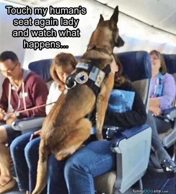 Touch My Humans Seat Again