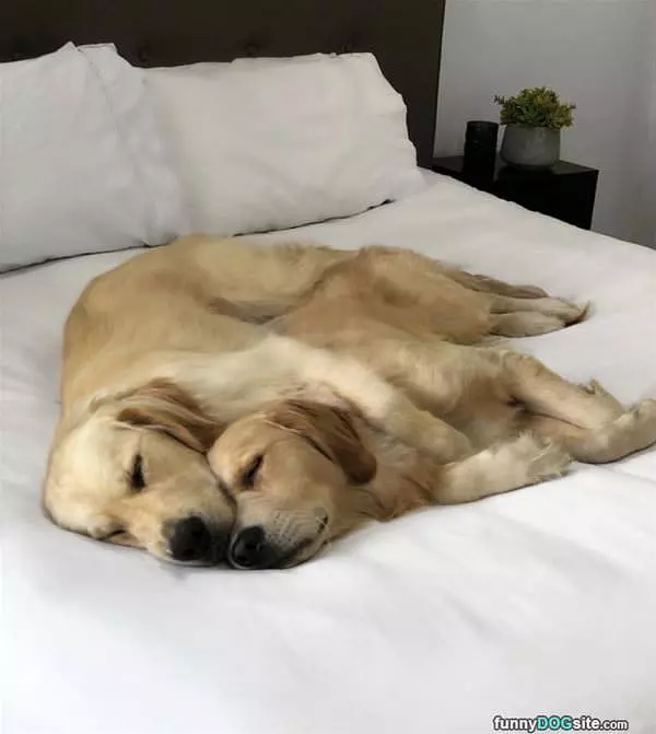 Dreaming Together