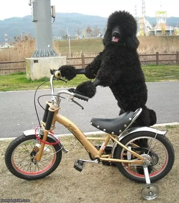 Bike Ride