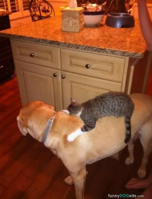 Riding The Dog