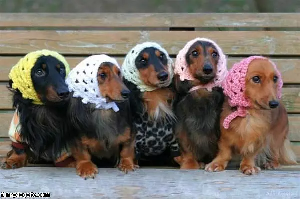 Babtcha Dogs
