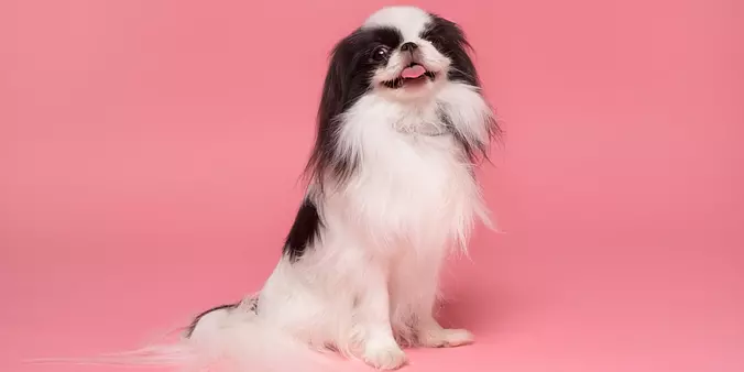 Japanese Chin puppy