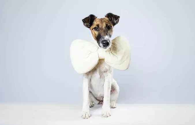 Smooth Fox Terrier cute