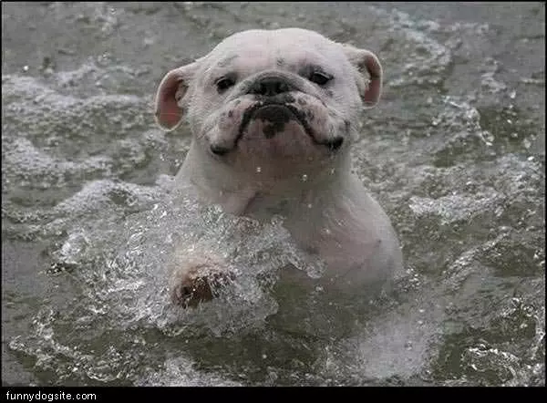 Swimming Dog