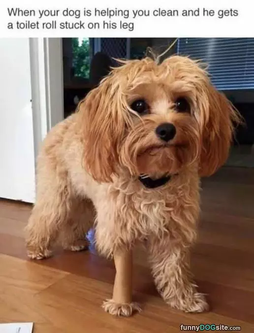 Dog Is Helping You Clean