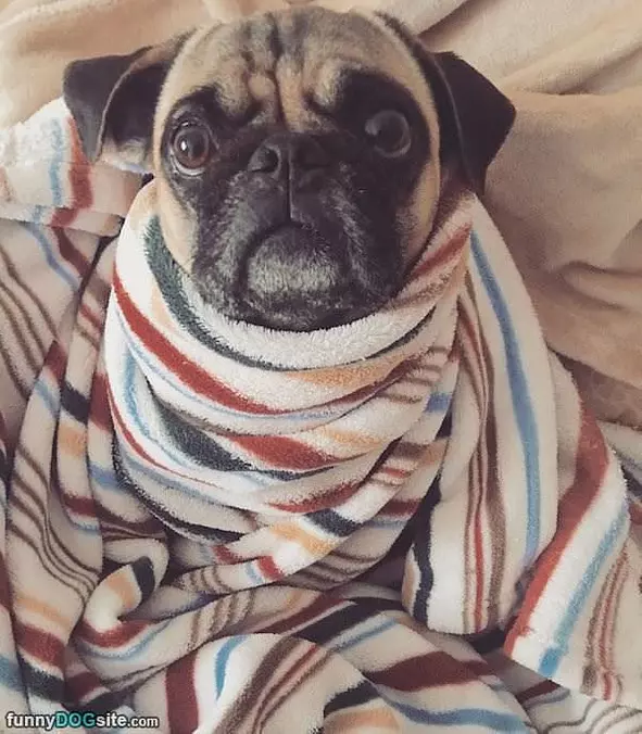 Wrapped Up Nice