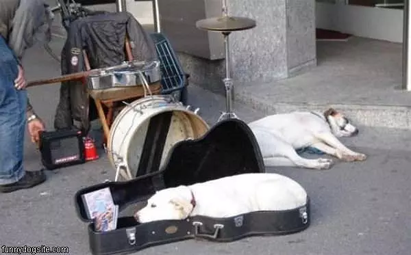 Guitar Dog