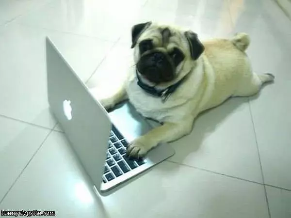 Surfing The Web