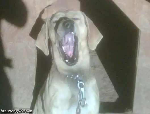 Jake Yawning