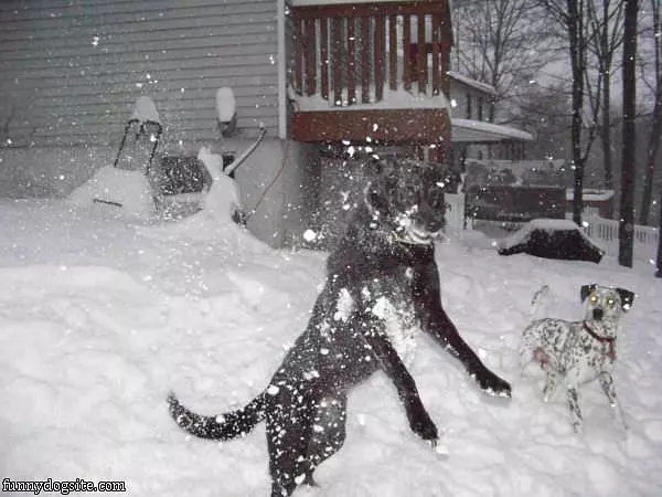 Snowy Day