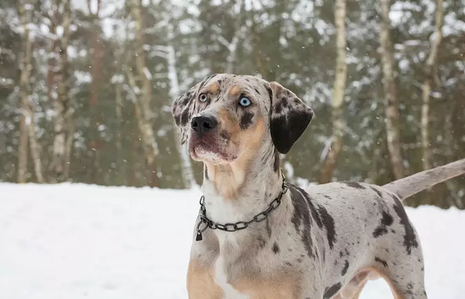 American Leopard Hound