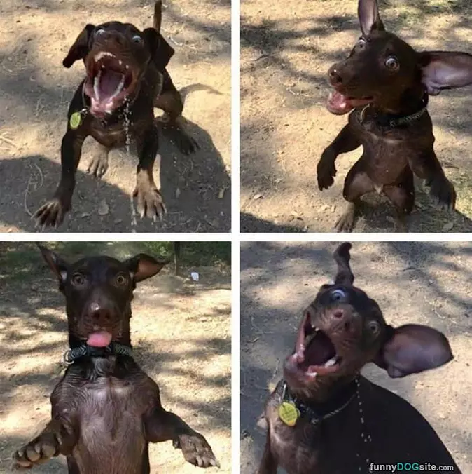 A Happy Happy Dog