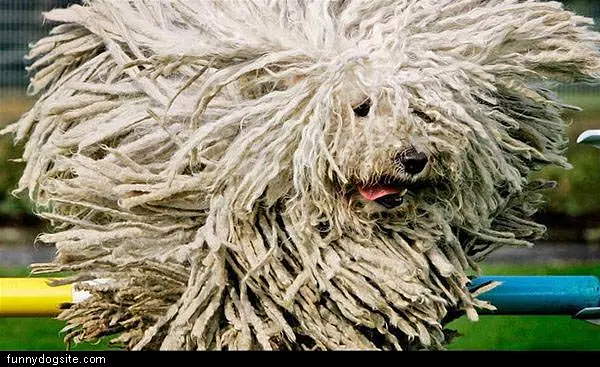 Rasta