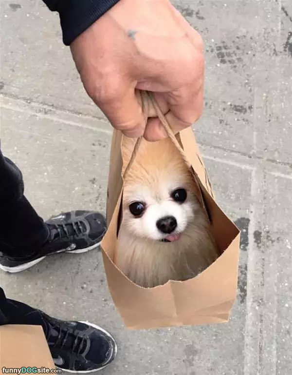 One Bag Of Dog Please