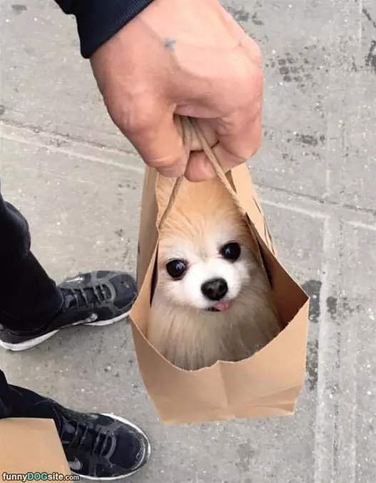 One Bag Of Dog Please