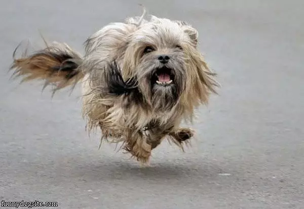 Running Free And Fast