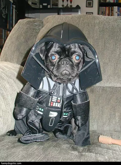 Darth Pug