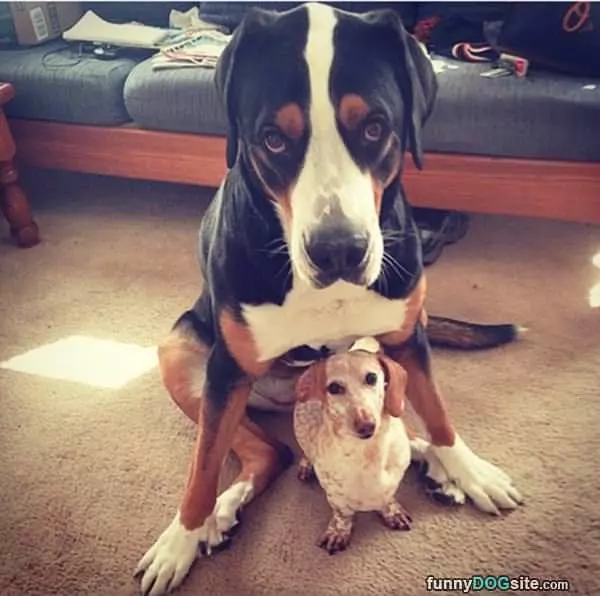 Protection