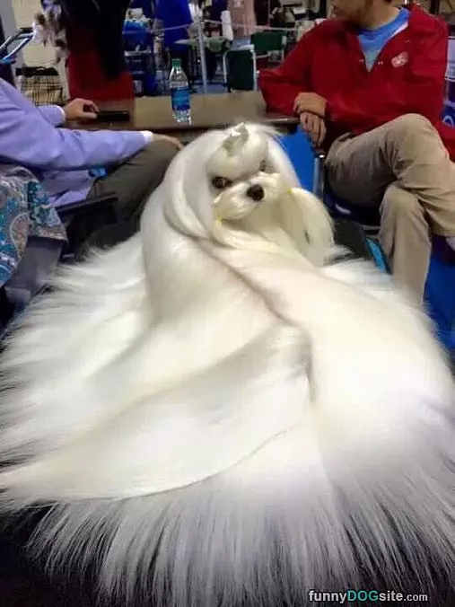 Nice Hair