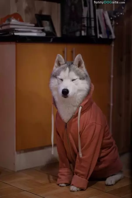 Peaceful Dog