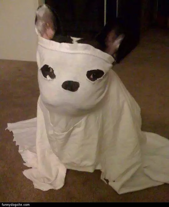 Ghost Dog