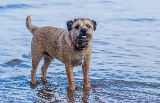 Border Terrier on the beach