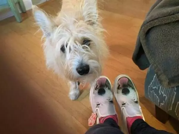 Nice Shoes