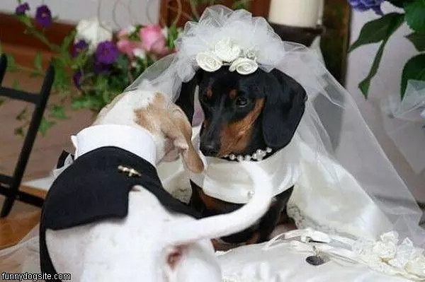 Dog Wedding