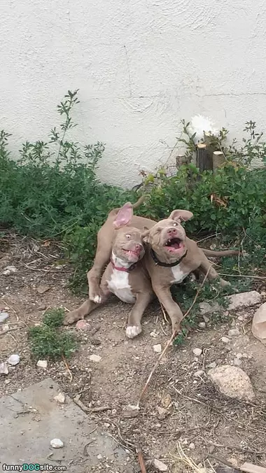 We Love To Play