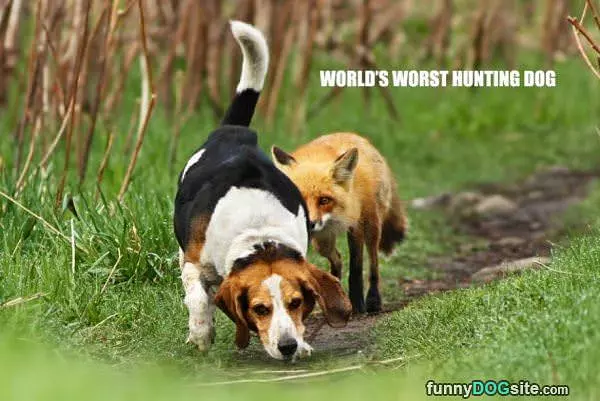 Worlds Worst Hunting Dog