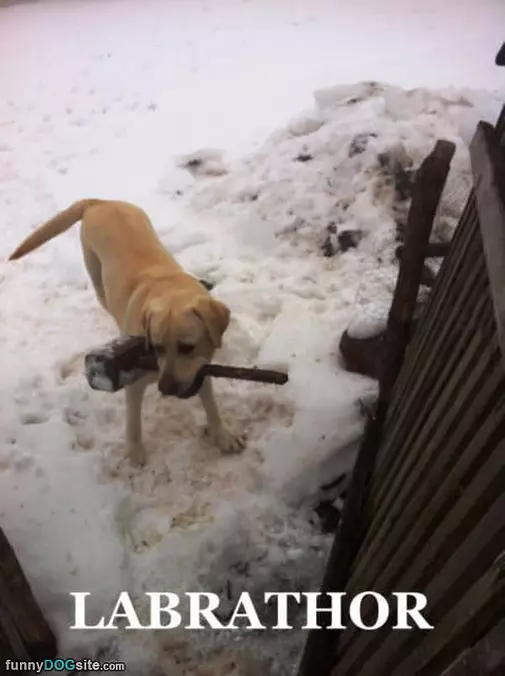 Labrathor