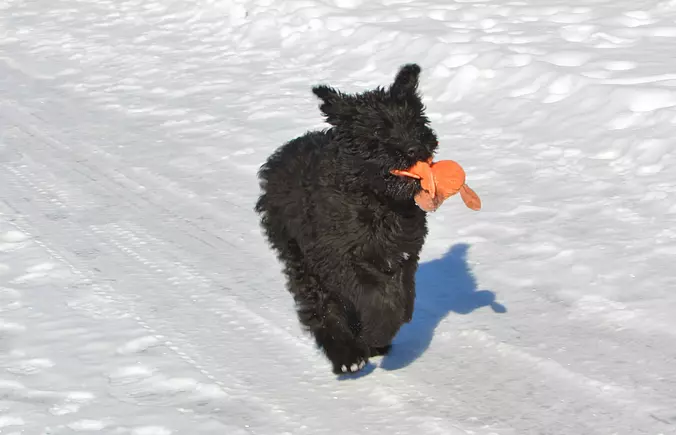 Bouvier des Flandres running