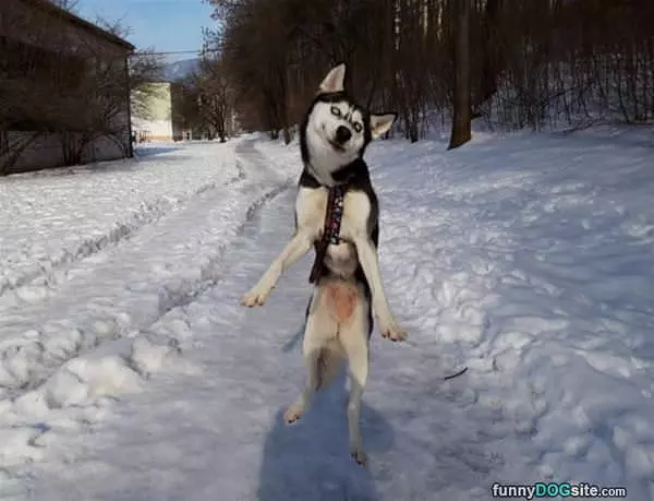 Jump For Joy