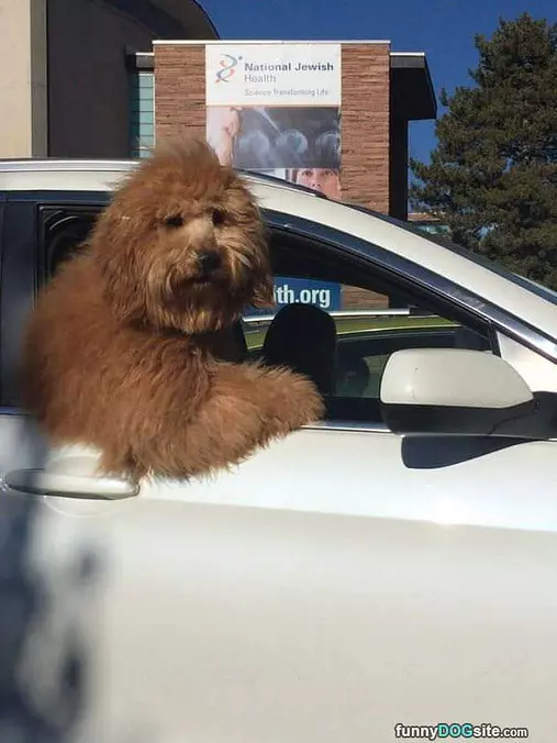 Hanging Out The Car