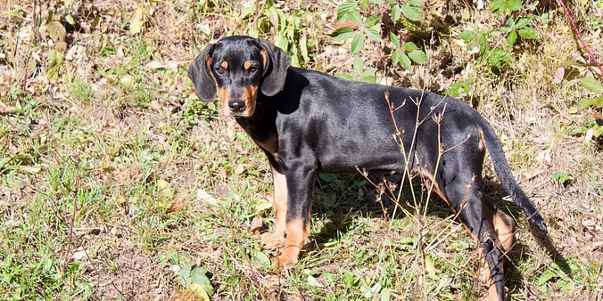 Transylvanian Hound dog