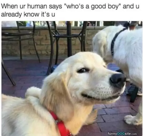 Who Is A Good Boy
