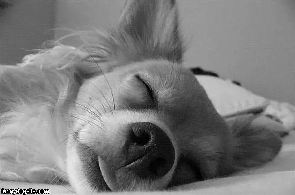 So Sleepy Dog